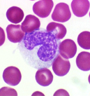 <p>largest of WBC. function as macrophages. important in fighting chronic infection.</p>
