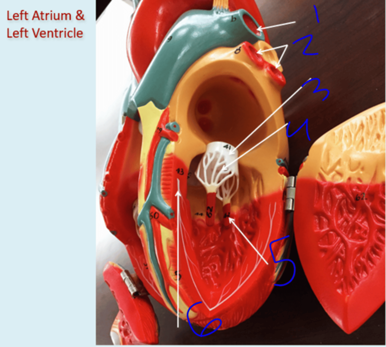 <p>Left Atrium and Left Ventricle - #5</p>