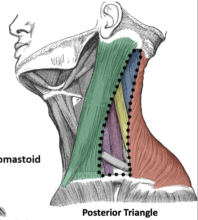 <p><span>Content of the posterior triangle</span></p>