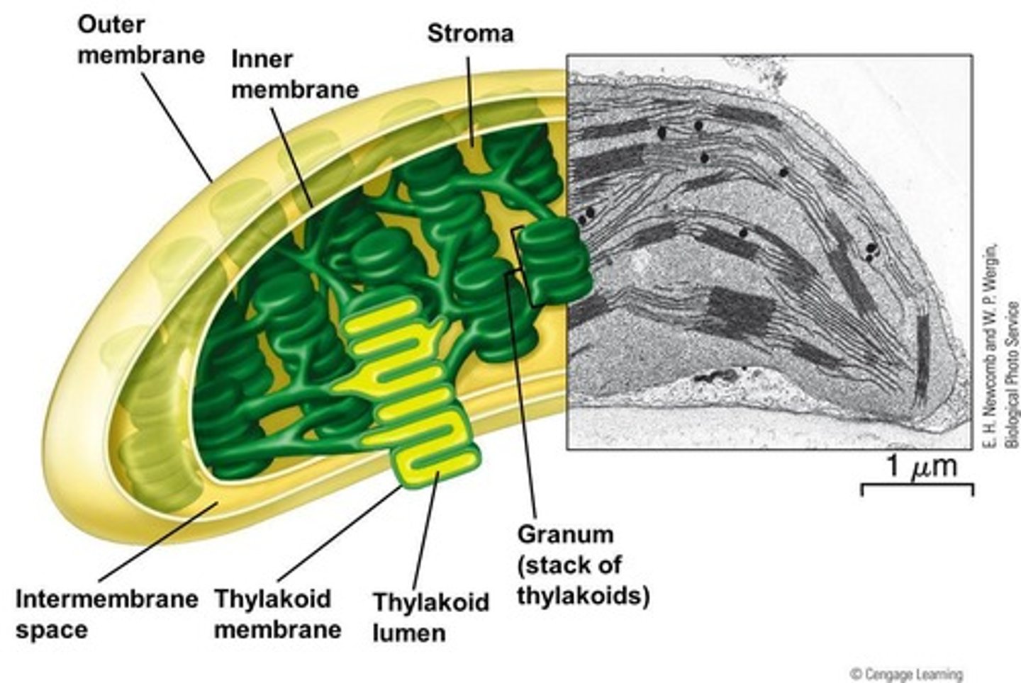 <p>In the thylakoid membranes of the chloroplast.</p>