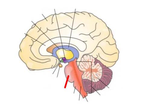 <p>What part of the brain is this?</p>