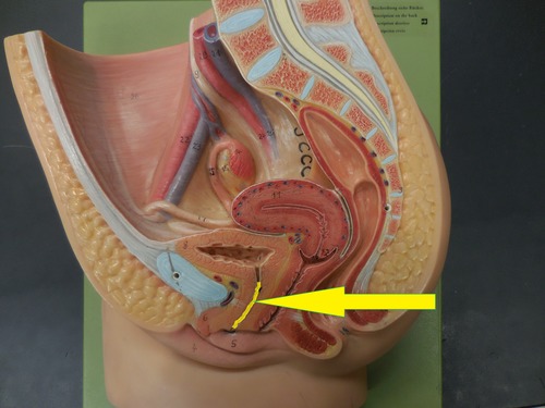 Tube leading from the urinary bladder to the outside of the body.