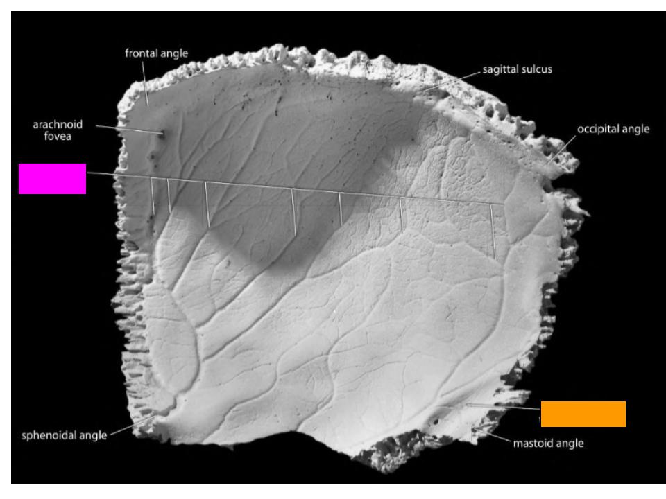 <p>What is the structure labeled in pink?</p>