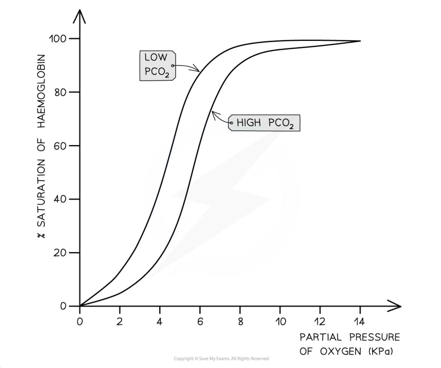<ul><li><p><span>The shift in the curve of oxyhaemoglobin due to concentration of CO<sub>2</sub> at a given partial pressure of O<sub>2</sub> is the Bohr effect</span></p></li><li><p><span>the amount of O<sub>2</sub> haemoglobin carries is affected by the partial pressures of both O<sub>2</sub> and CO<sub>2</sub></span></p></li><li><p><span>the presence of high partial pressure of CO<sub>2</sub> causing Hb to release O<sub>2</sub> is the Bohr’s effect</span></p><p></p><p><span>In the cytoplasm of red blood cells, CO<sub>2</sub> is catalysed by carbonic anhydrase enzyme when it reacts with water to form carbonic acid (REFER TO DIAGRAM) </span></p></li></ul><p></p><ul><li><p><span>When the carbonic acid dissociates; haemoglobin combines with H<sup>+</sup> ions forming haemoglobunic acid (HHb) and releases the O<sub>2</sub> it’s carrying</span></p></li><li><p><span>Haemoglobin combining with H<sup>2</sup> ions maintains blood pH as if the ions were left in solution, pH of the blood would’ve been less and turns acidic</span></p></li><li><p><span>presence of high partial pressures of CO<sub>2</sub> causes haemoglobin to release O<sub>2</sub></span></p></li><li><p><span>high concentration of O<sub>2</sub> is found in respiring tissues which need O<sub>2</sub></span></p></li><li><p><span>high concentration of CO<sub>2</sub> causes Hb to release O<sub>2</sub>, curve lies below and to the right</span></p></li><li><p><span>85% of CO<sub>2</sub> – diffuses out of RBC into blood plasma and are carried in solution</span></p></li><li><p><span>5% of CO<sub>2</sub> – CO<sub>2</sub> that hasn’t dissociated and remains as CO<sub>2</sub> dissolves in blood plasma</span></p></li><li><p><span>10% of CO<sub>2</sub> – CO<sub>2</sub> diffuses to RBC and combines directly with amine groups (–NH<sub>2</sub>) of some haemoglobin molecules forming carbaminohaemoglobin</span></p></li></ul><p></p>
