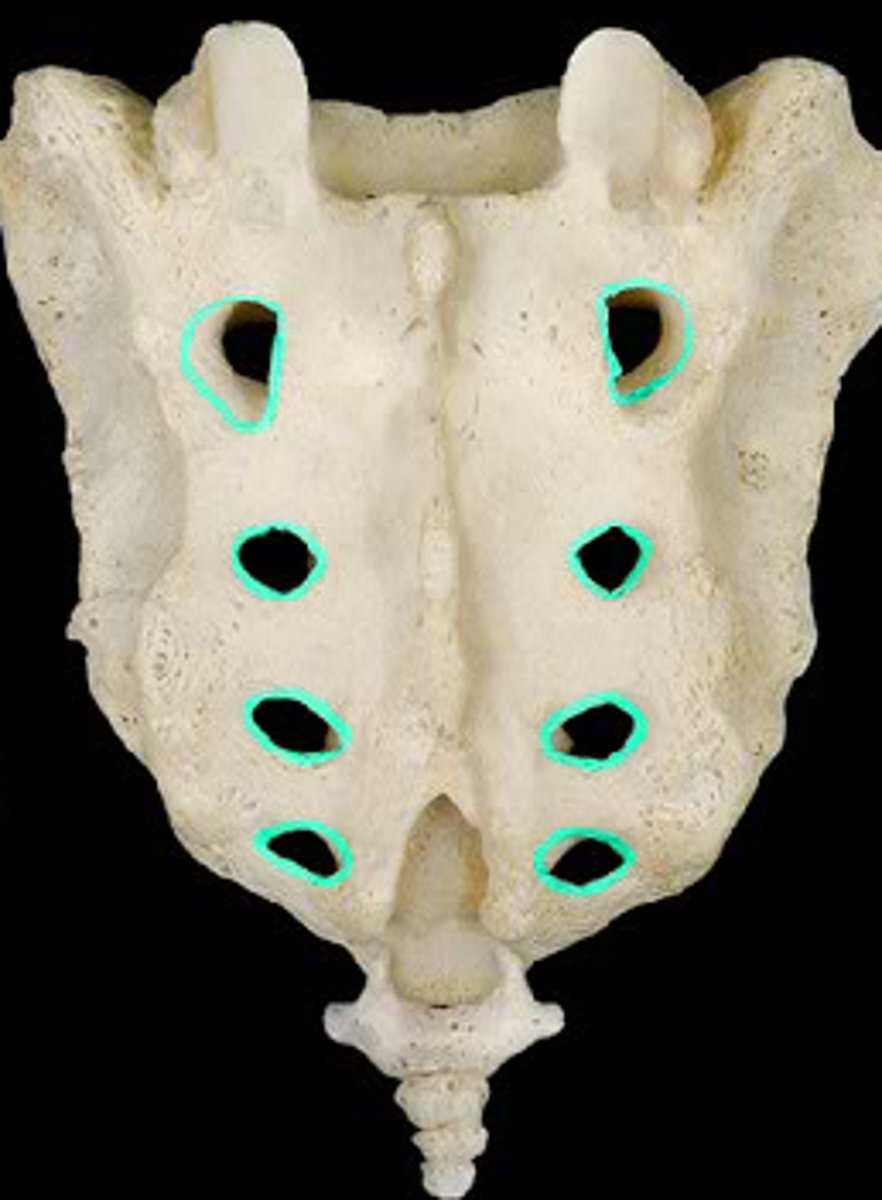 <p>Name the structure.</p>