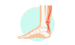 <p>posterior ankle</p>