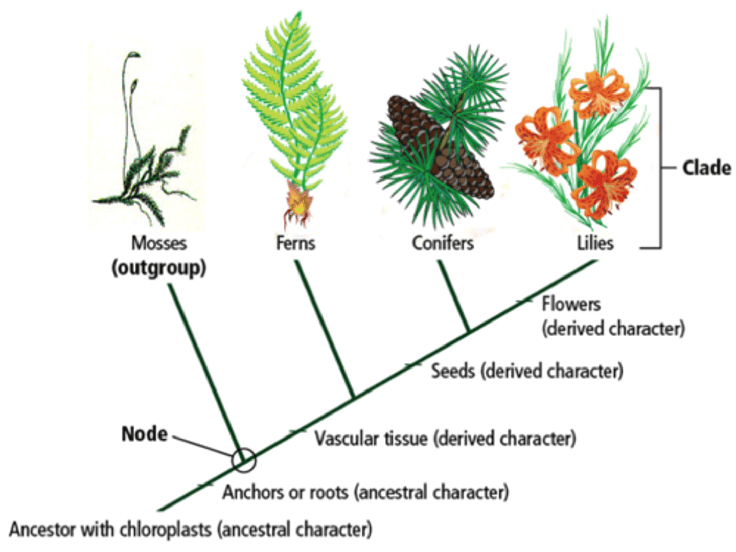 <p>a place where a branch splits off from the rest of the cladogram</p>