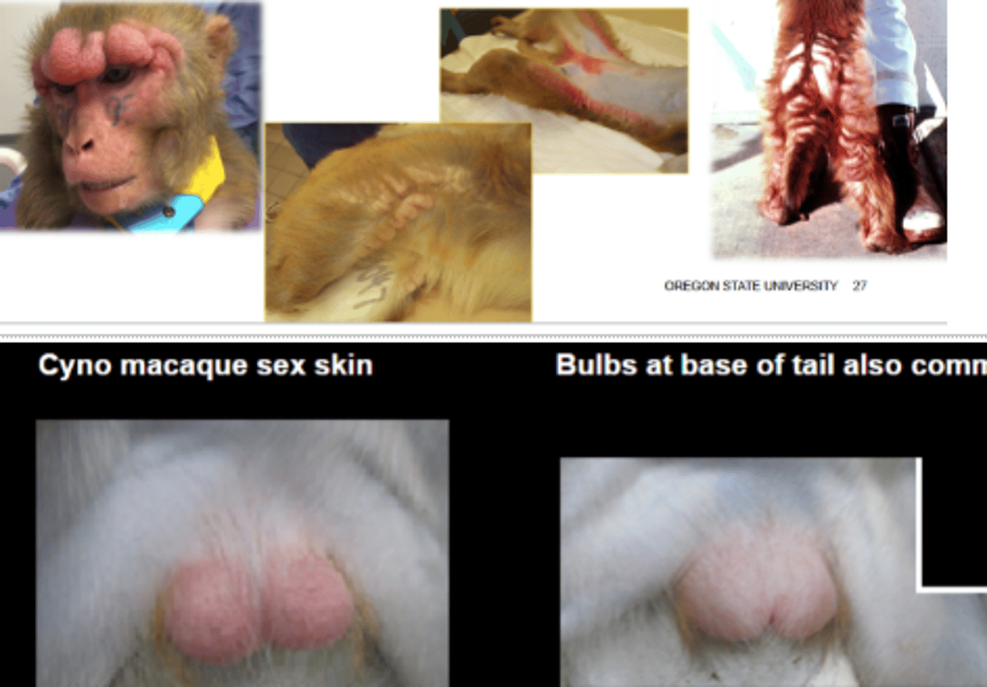 <p>Thickening and/or swelling of certain parts of skin during estrus phase</p>