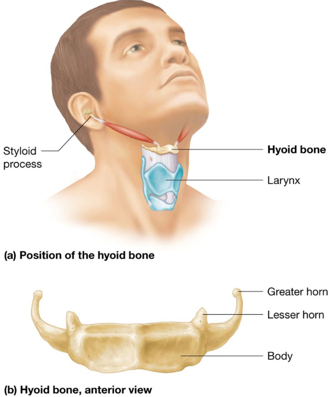 <ul><li><p>Anterior neck</p></li><li><p>Only bone that does not articulate directly to another bone</p></li><li><p>Movable base for tongue</p></li><li><p>Attachment site for muscles</p></li></ul><p></p>