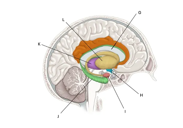<p><span><strong>Hypothalamus</strong></span></p>