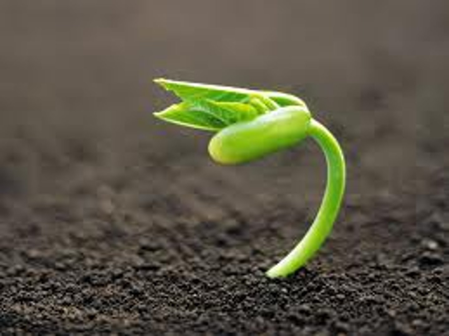 <p>begin to grow or increase rapidly; flourish.</p>