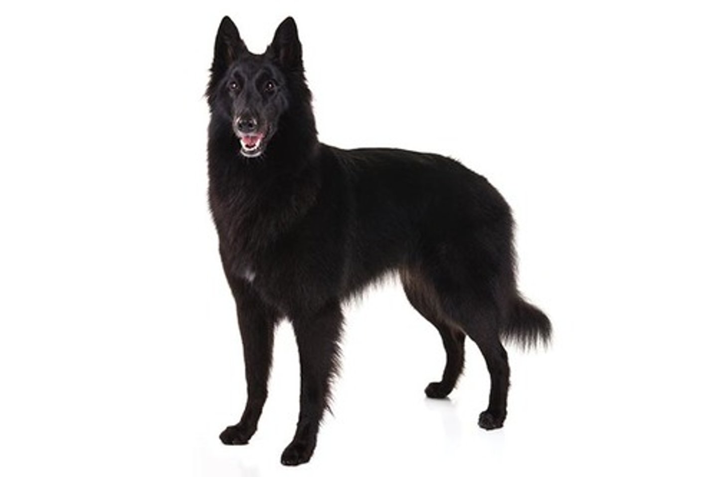<p>Bright, Watchful, Serious-Minded</p><p>AKC Breed Popularity: Ranks 129 of 194</p><p>Height: 24-26 inches (male), 22-24 inches (female)</p><p>Weight: 55-75 pounds (male), 45-60 pounds (female)</p><p>Life Expectancy: 12-14 years</p><p>Group: Herding Group</p>