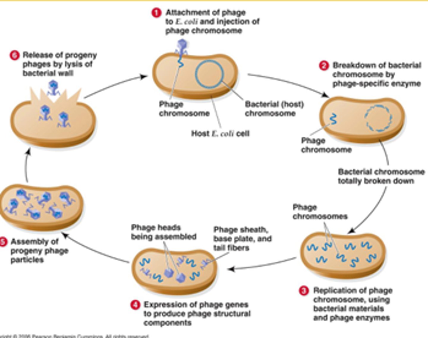 <p>lytic cycle accidently places host DNA into a phage, which is brought to another cell</p>