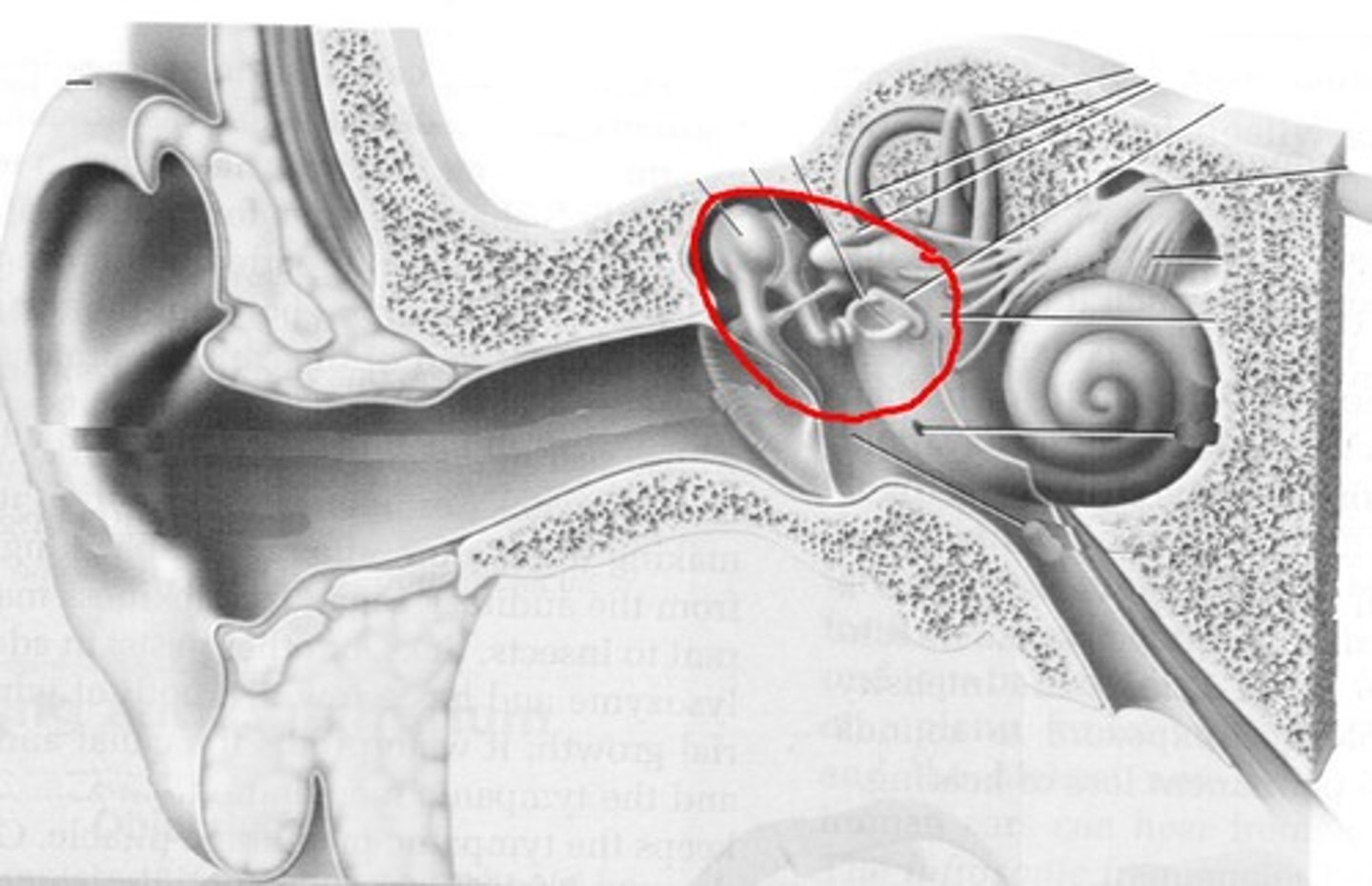 <p>hammer, anvil, stirrup; AMPLIFY signals from eardrum into the ear</p>