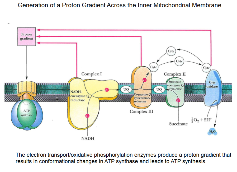 <ul><li><p>Complexes I, III, IV transport protons across the membrane to build up proton gradient to bind to ATP synthase.</p></li><li><p>Complex II releases FADH<sub>2</sub> protons but they are shuttled to complex III to transport across the membrane.</p></li><li><p>O<sub>2</sub> from lungs used to synthesize H<sub>2</sub>O in IV, stimulates IV complex.</p></li></ul><p></p>