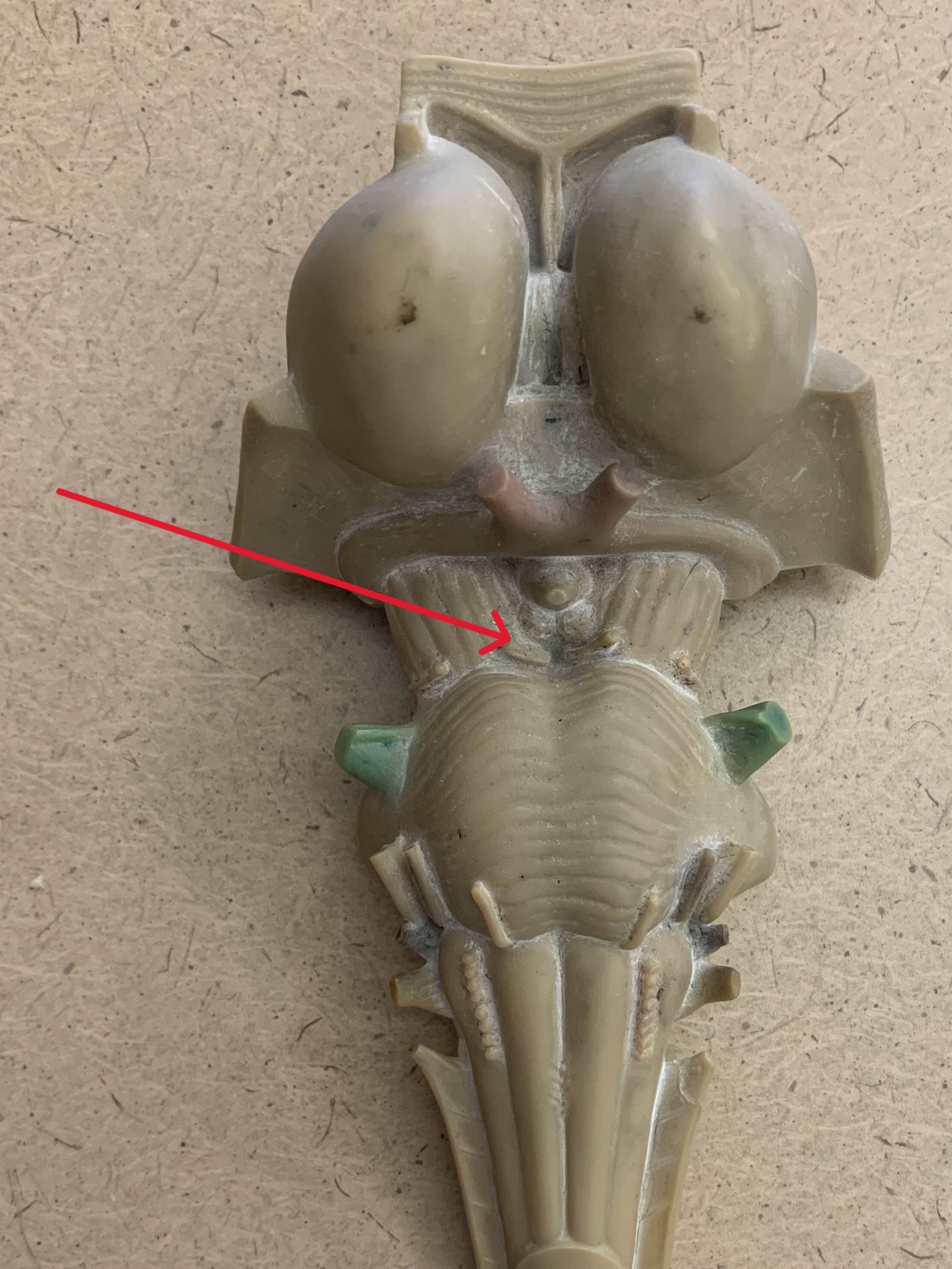 <p>Which nerve of the brain is:</p><ul><li><p>Inferior to mammillary bodies &amp; infundibulum</p></li><li><p>Superior to pons</p></li><li><p>Medial to trochlear</p></li></ul><p></p>