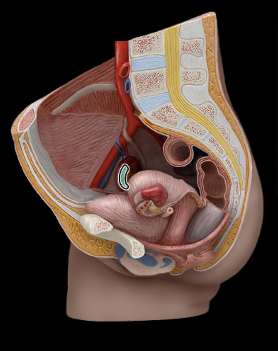 <p>What structure is shown?</p>