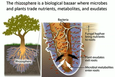 <p>2-3 mm zone around growing roots, very important for microbial activity</p>