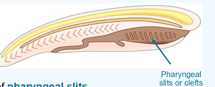 <ul><li><p>slits that open to the outside of the body</p></li><li><p>develop from grooves in the pharynx called pharyngeal clefts</p></li></ul><p>functions:</p><ul><li><p>suspension feeding</p></li><li><p>gas exchange in vertebrates</p></li><li><p>repurposed - ear structures and tonsils</p></li></ul><p></p>