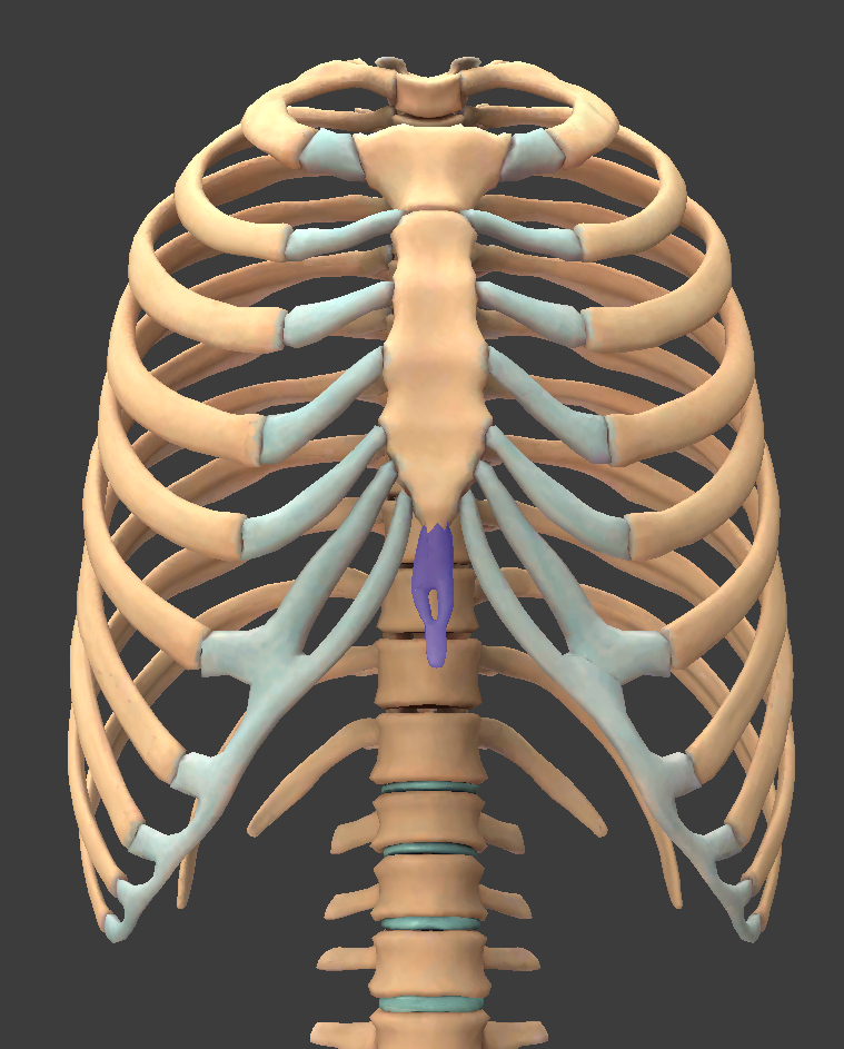 <p>What is the highlighted structure</p>