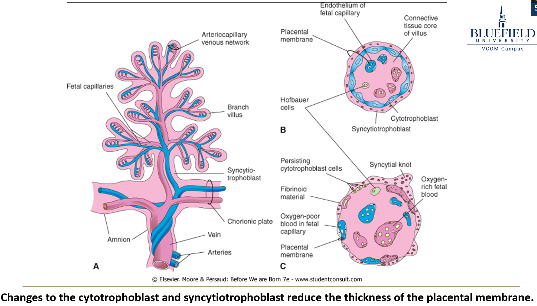 <p>What changes affect the <strong>villi </strong>after week 8?</p>