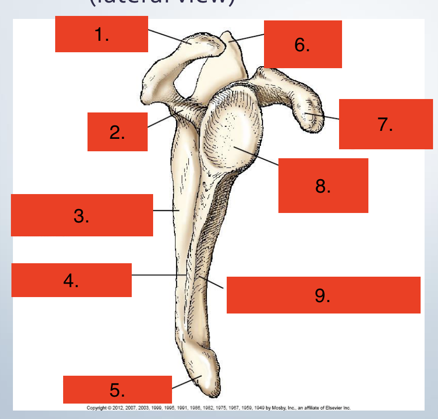 <p>Scapula lateral view</p>