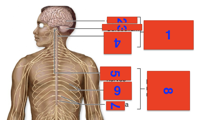 <p>1?</p>