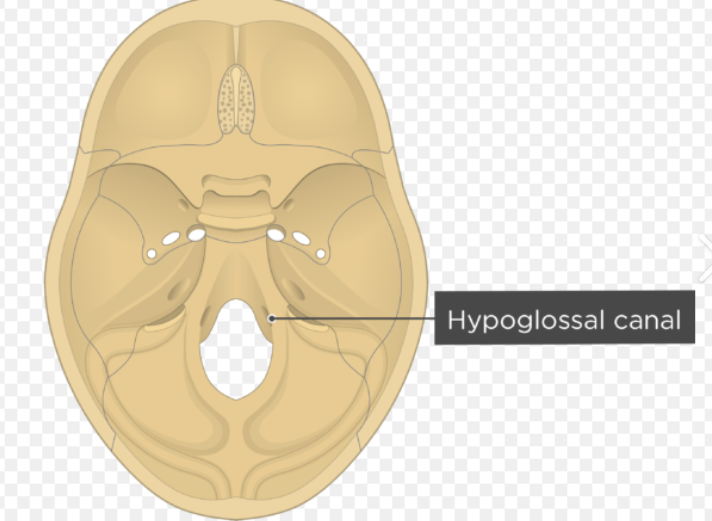 Hypoglassal Canal