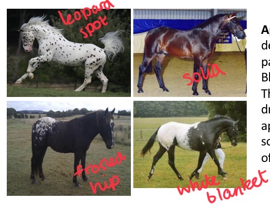 <p>Appaloosa</p>