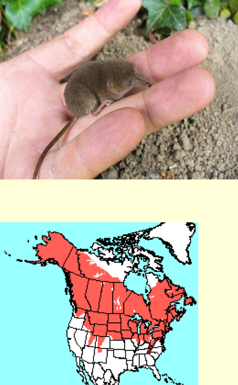 <p><em>Sorex cinereus</em>—Masked shrew</p>