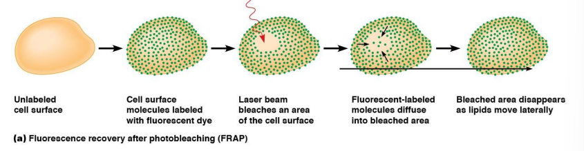 <p><u>F</u>luorescence <u>R</u>ecovery <u>A</u>fter <u>P</u>hotobleaching</p><p>Demonstrates Lateral Diffusion</p>