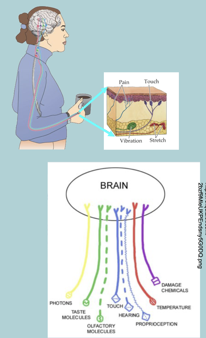 <p>Each sense has a single pathway to the brain (not completely true)</p><p>called LABELLED LINES hypotheses&nbsp; </p>