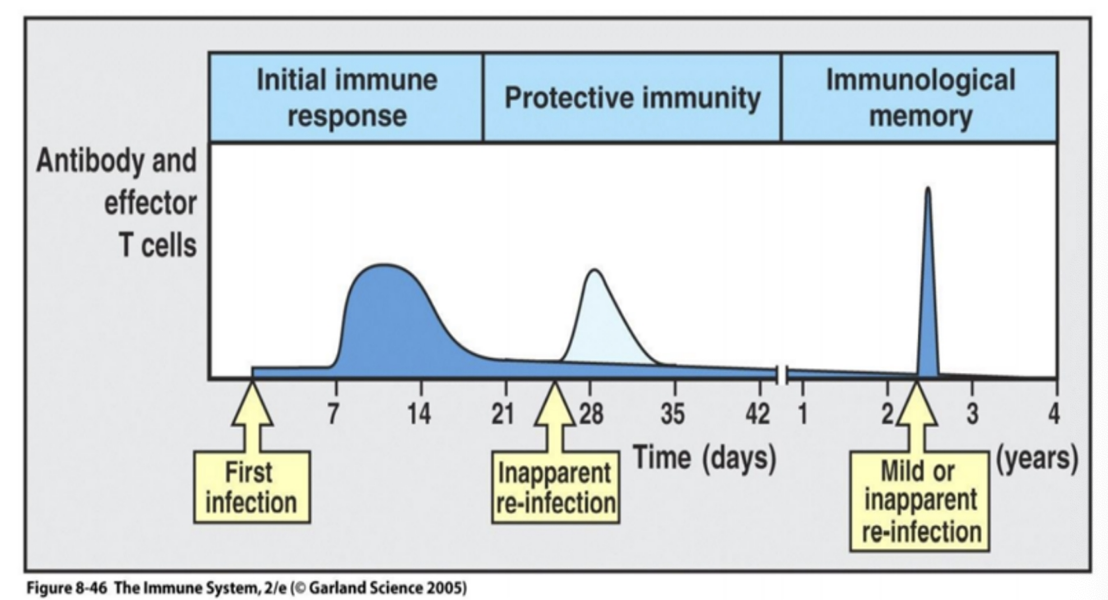 <ul><li><p>immune system can respond more rapidly and effectively to pathogens that have been encountered previously </p></li><li><p>Reflects the pre-existence of a clonally expanded population of antigen- specific T and/or B lymphocytes. </p><ul><li><p>memory B cells generate high affinity IgG</p></li></ul></li><li><p>The goal of vaccines: artificially induce a long lived immunological memory in a host to protect against subsequent re- infection. </p></li><li><p>Can last the life-span of the host – smallpox, yellow fever, polio, measles etc</p></li></ul><p></p>