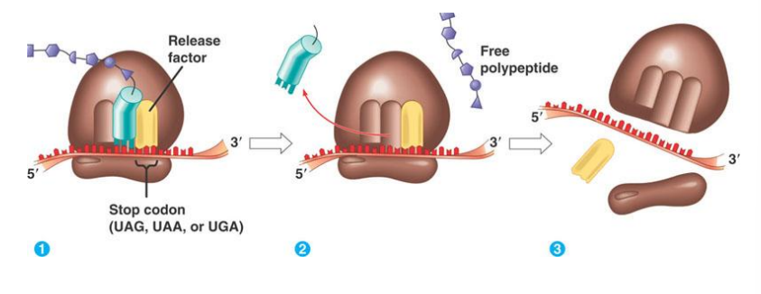 <ul><li><p>stop codon enters ribosome</p></li><li><p>no tRNA with anticodon as they do not need to code for amino acids&nbsp;</p></li><li><p>release factor binds instead of tRNA and dismantles complex</p></li><li><p>releases polypeptide, free polypeptide</p></li><li><p>ribosome breaks apart</p></li></ul><p></p>