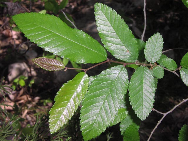 <p>Ulmus crassifolia</p><p>(Elm)</p>