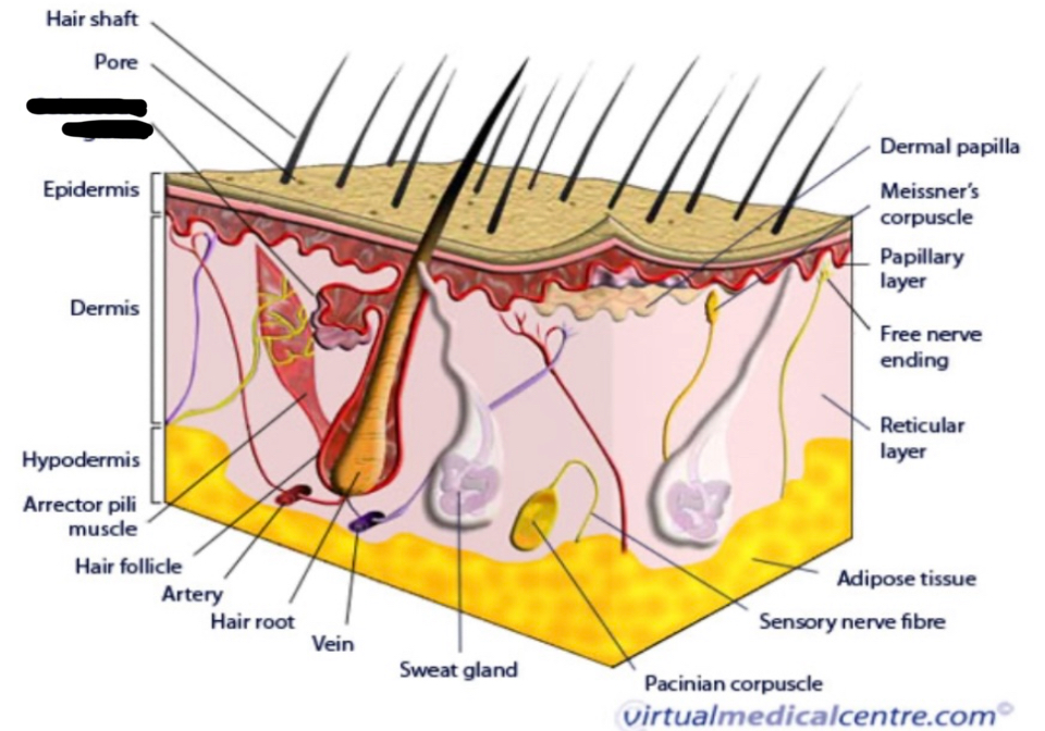 term image