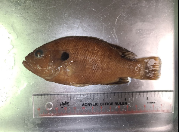 <p>What is the taxonomy, common name, and scientific name of this fish?</p>