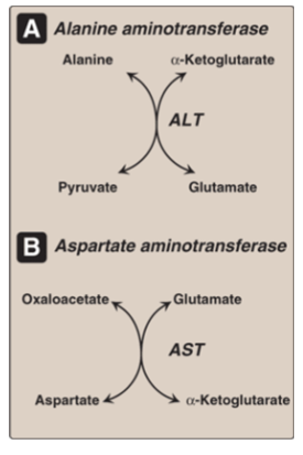 <ul><li><p>ALT &gt; AST in specificity; </p></li><li><p>AST is used for diagnosing myocardial infarcation; </p></li><li><p>both: elevated levels = liver damage</p></li></ul><p></p>