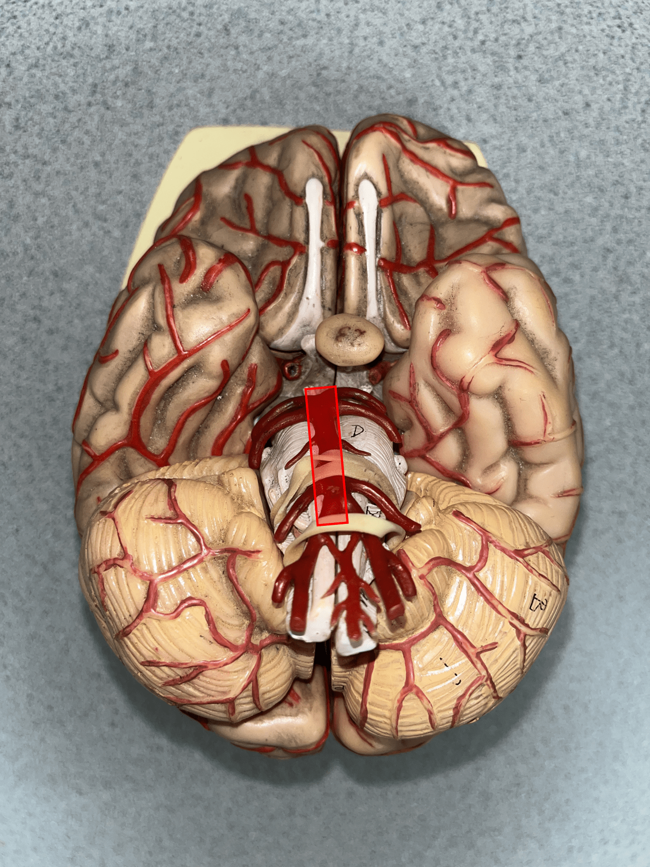 <p>• An artery of the cerebral circulation.</p>
<p>• Originates from the convergence of the vertebral arteries.</p>
<p>• Supplies the cerebellum, pons, and inner ear through its branches.</p>