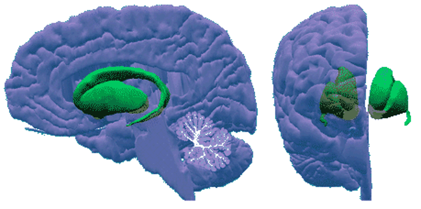 <p>a set of subcortical structures that directs intentional movements</p>