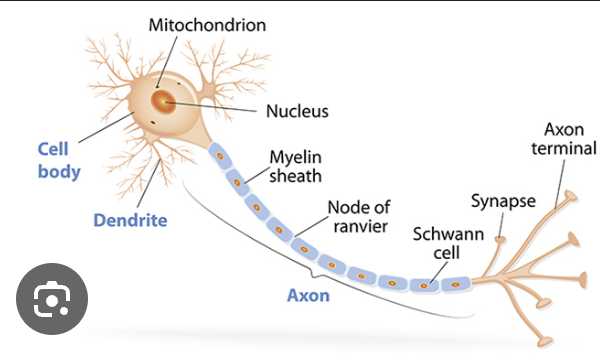 <p>Axon</p>