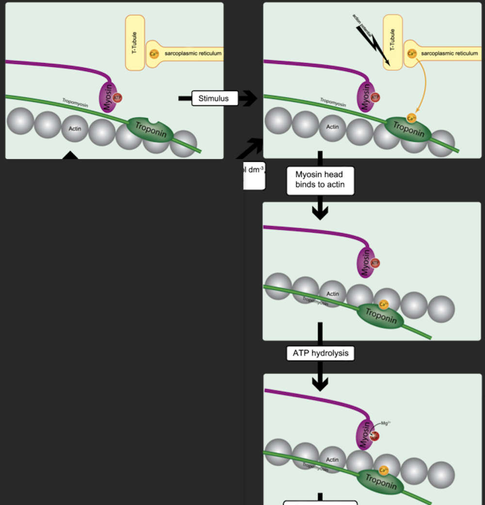 <p>Ca+ is released into cytosol from sarcoplasmic reticulum. Ca+ then binds to troponin to change its shape. (2) Each tropomyosin is held in place by a troponin molecule. The change in shape of troponin alters the position of tropomyosin. The binding sites on actin as now exposed, in which the myosin head bind to the exposed actin, creating cross bridges. (3,4) </p>