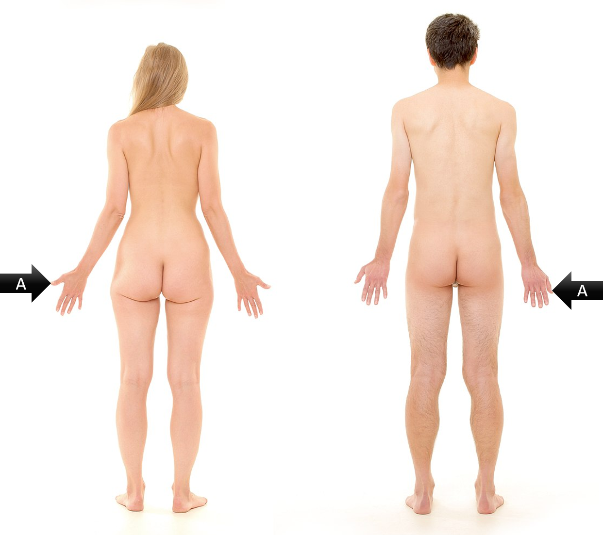 <p><span><span>Identify the gross anatomical region labeled A</span></span></p>