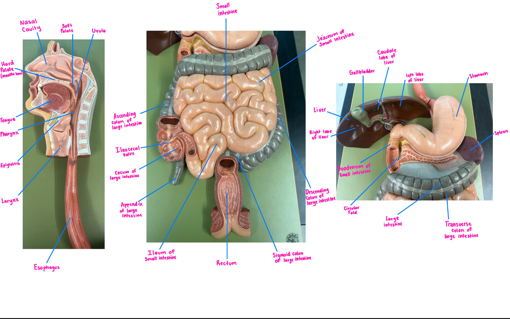 knowt flashcard image