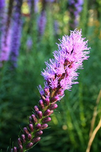 inflorescence