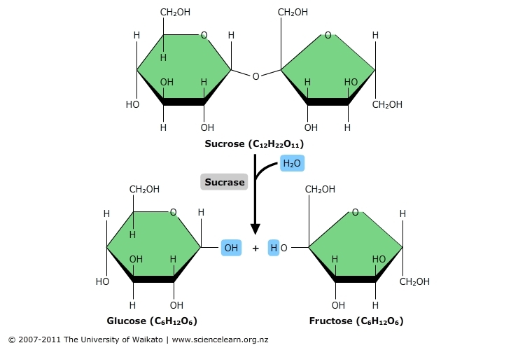 <p>occurs when a polymer breaks apart into monomers through the addition of water</p>