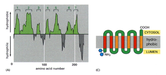 <p>hydropathy plot (a graph that visualizes the hydrophobic and hydrophilic regions of a protein's amino acid sequence to predict its structure). Peaks of hydrophobicity indicate transmembrane domains</p>