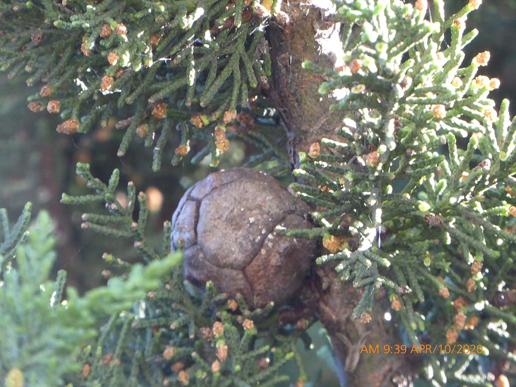 <p>Monterey cypress</p>