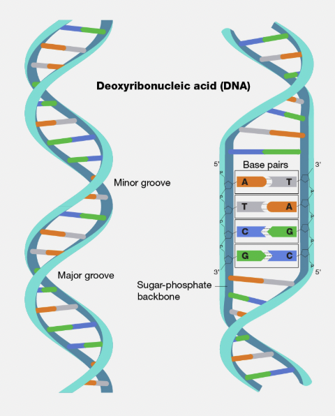 <p>Double Helix</p>