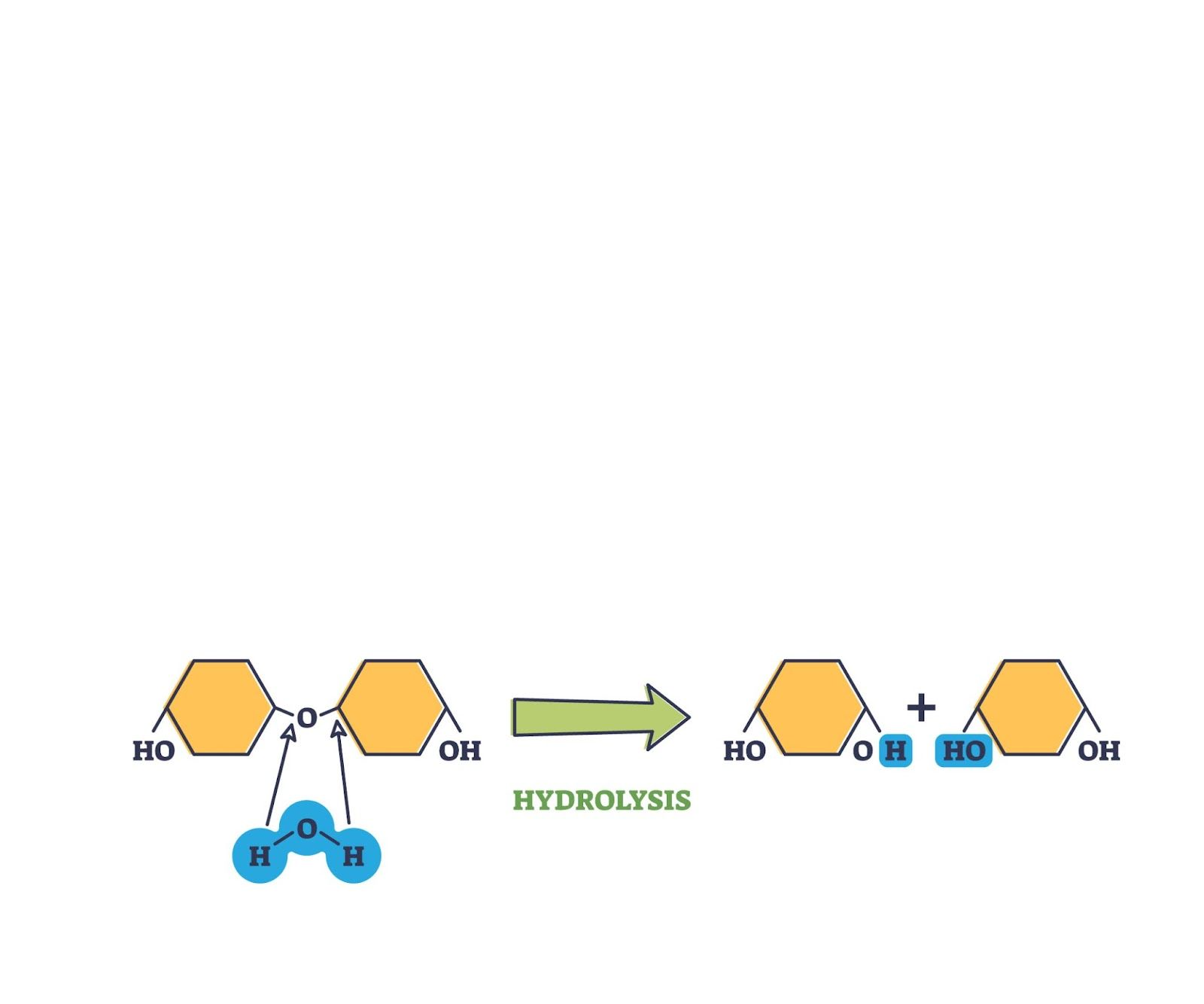 <p>in an anabolic reaction, water is used to break down covalent bonds</p>